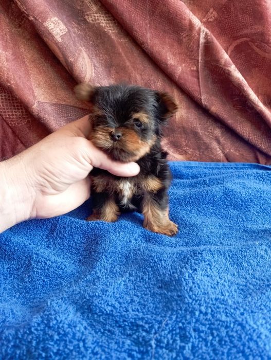 Мини йорки - момичета