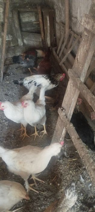 Продам  петушков