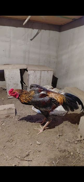 Шамо микс қораз сатылады