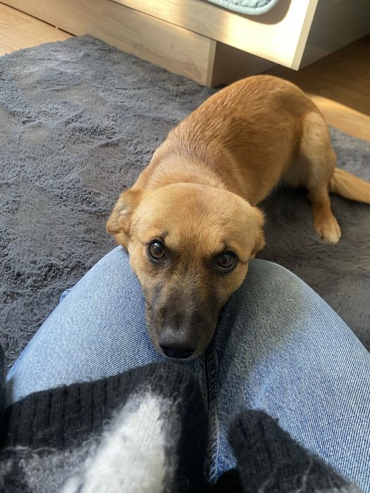 Търси дом спешно!!