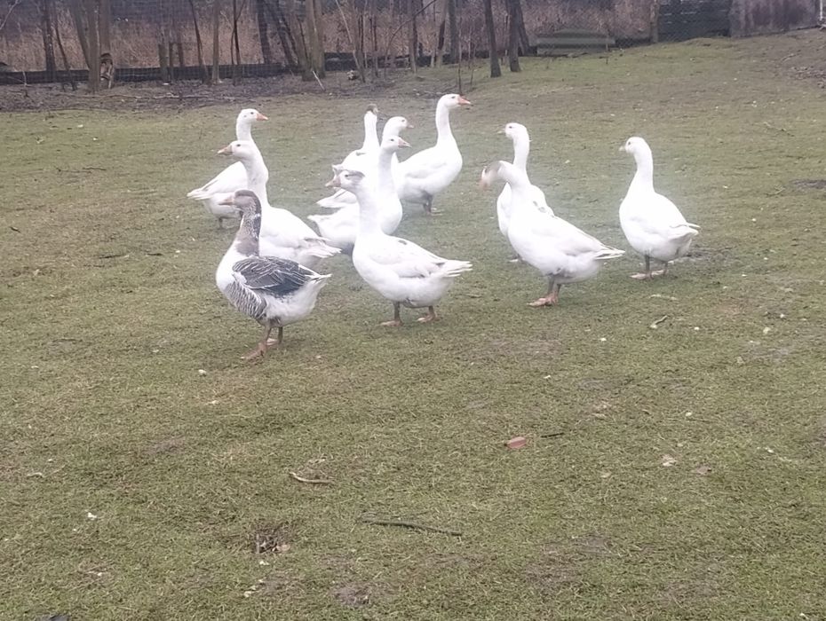 Vand Rate și gâște