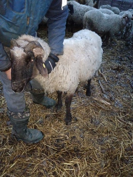 Vand 2 berbeci bucalai