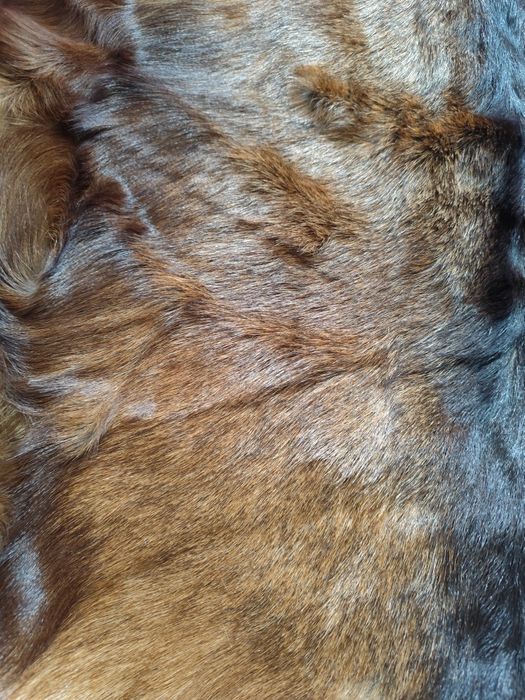 Кожа сърна килим