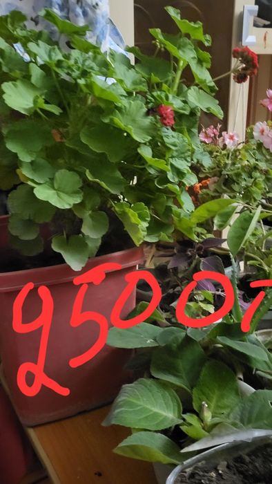 Цветы от 500 и выше