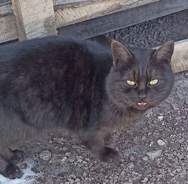 Кот Чернусик или  просто Котя