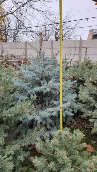 Голубая Ель ва Яшил Ель Сотилади 50% Скидкада