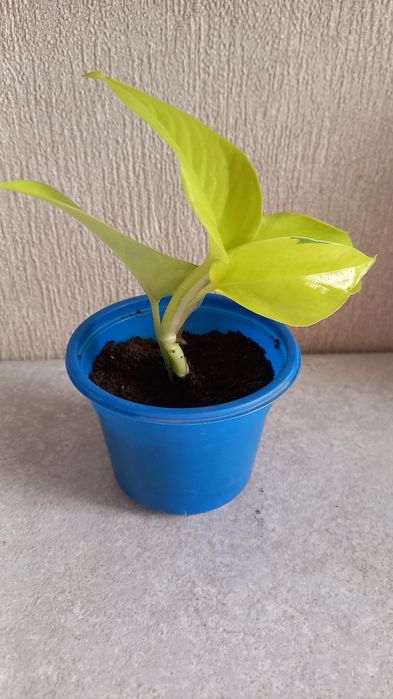 Продам цветок Эпипремнум