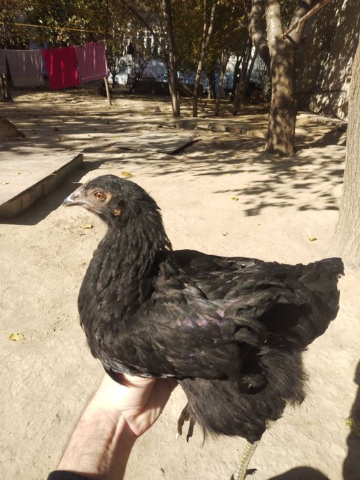 Joja tovuq tovuqlar товуклар, jojalar, жожа, жожалар