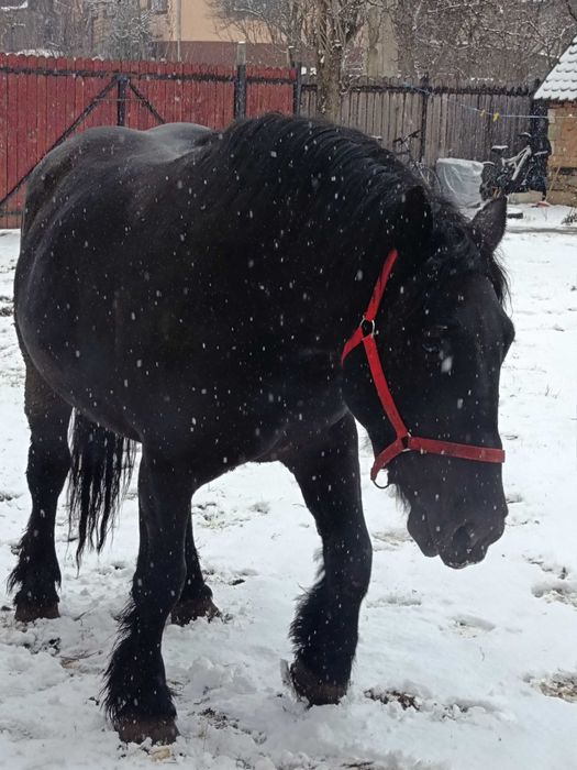 O iapă bun devânzare