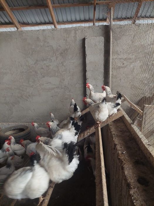 Суточные цыплята Адлер