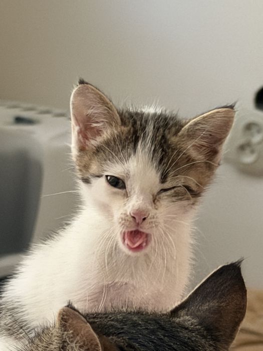 Малыш-котенок Том ищет семью!