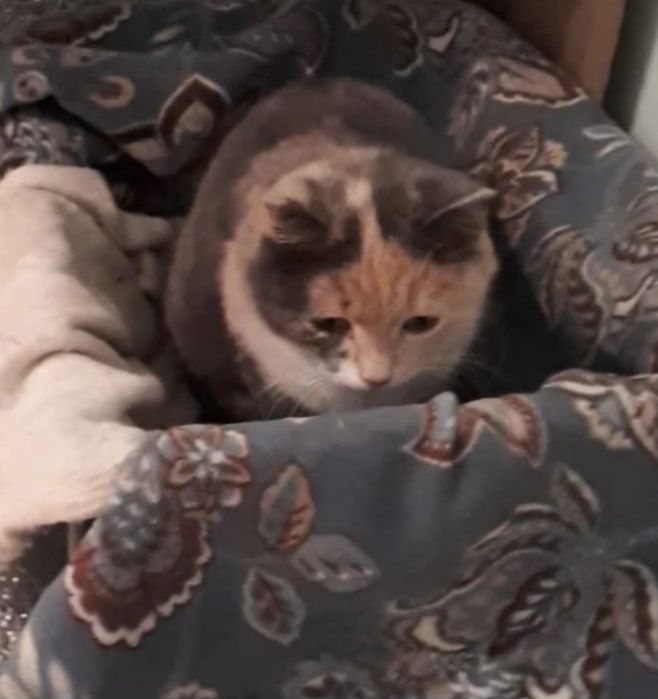 Кошка с нарядным окрасом