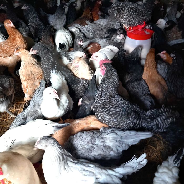 Vând puicute ouă "Dominante"