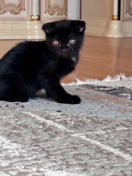 Продам котенка шотландца