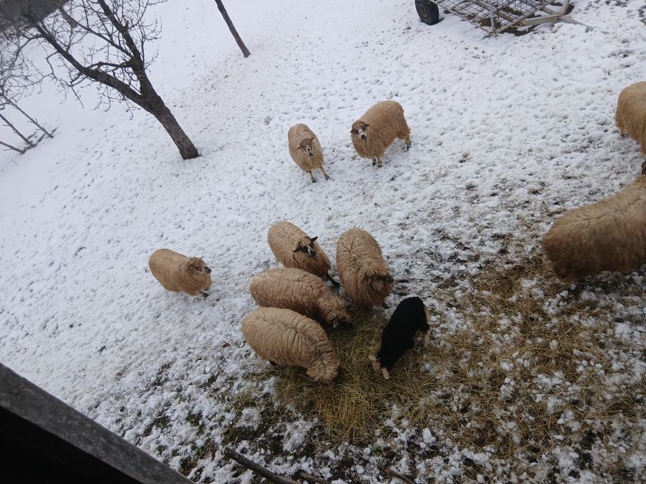 De vânzare 3 oi cu miel