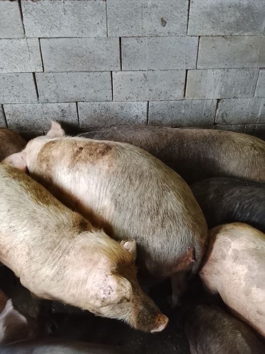 Se vinde pt cei interesati