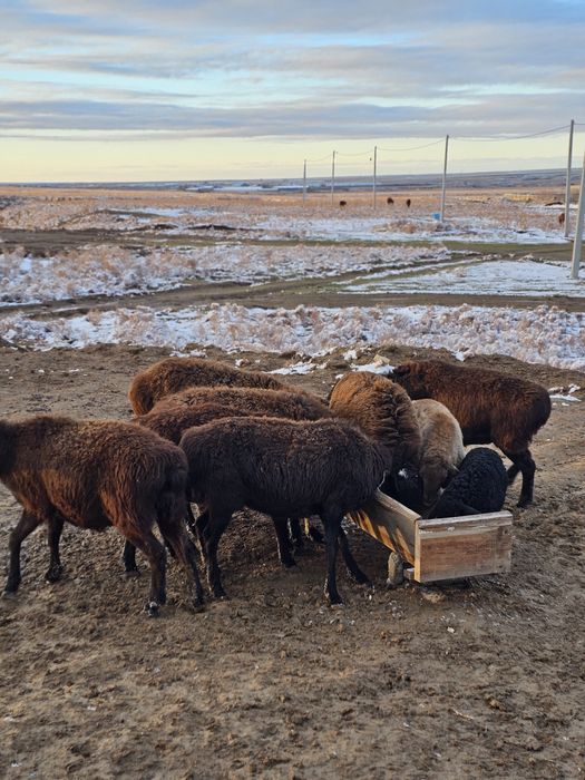 Қойларымды сатамын.