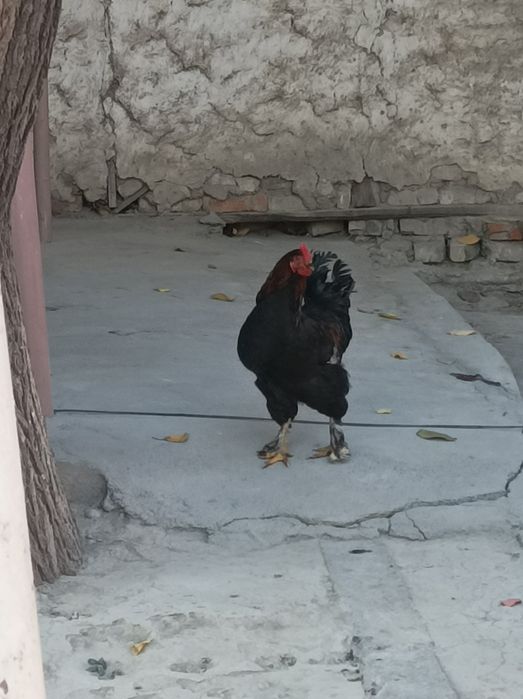 Қора дамашни хўрозлар