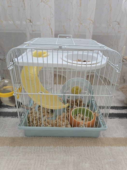 Хомяк джунгарский