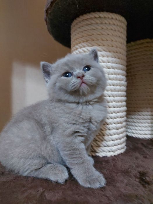 Вязка шотландского кота!