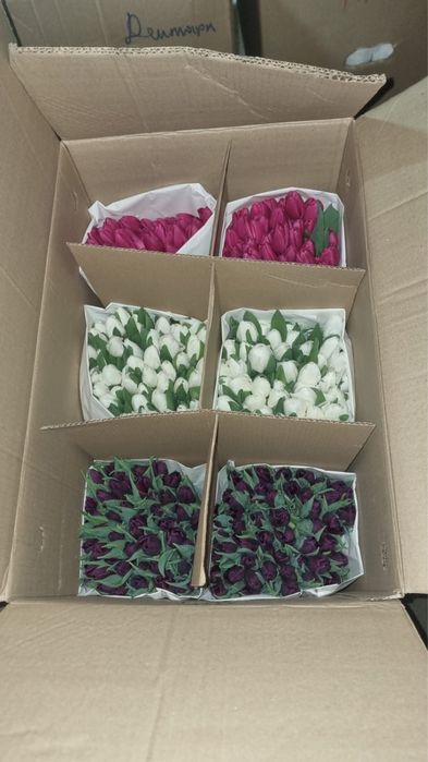 Тюльпаны оптом голландские с теплицы