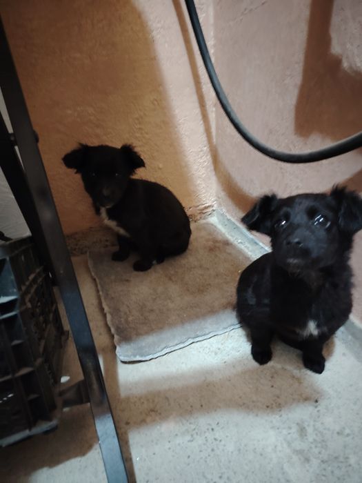 Ребята отдам срочно собачат мальчик и девочка