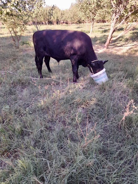 Xukizlar sotiladi soni 10 dona