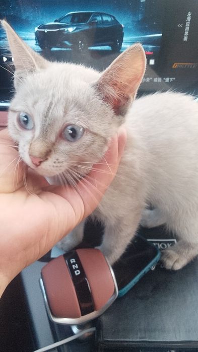 Котенок ищет дом