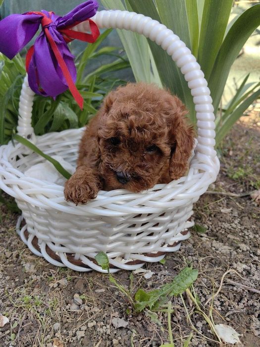 Мальчики и девочки , мальтипу , окраса  ред браун,