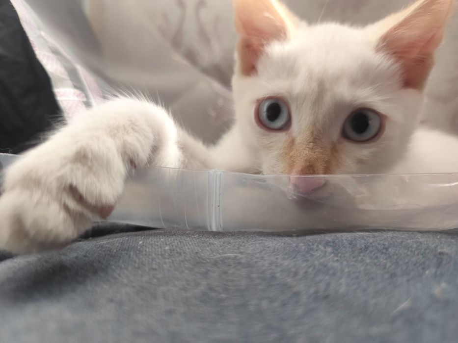 Отдам котёнка бесплатно.