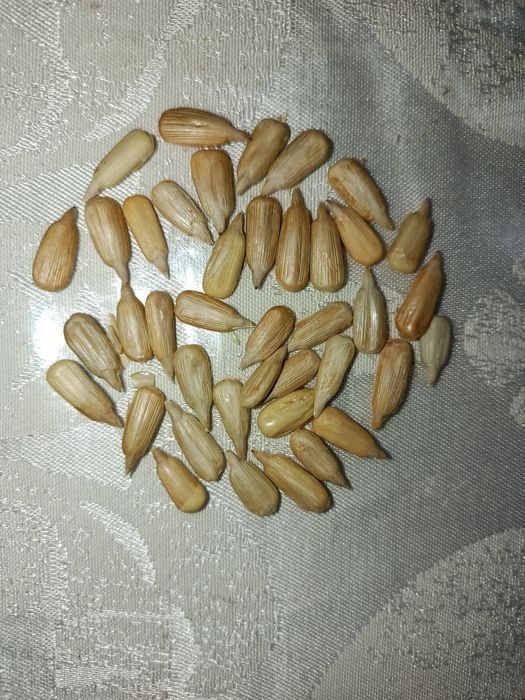Semichka xtoy optom narxda