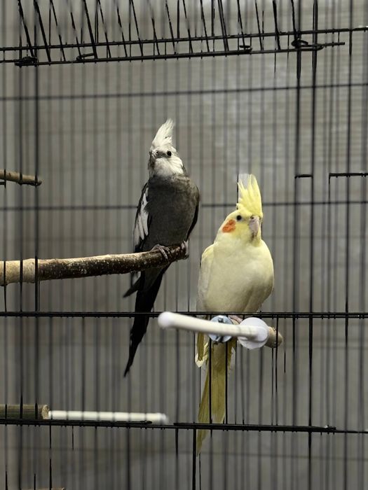 Продадим двух попугаев «корелл» вместе с клеткой