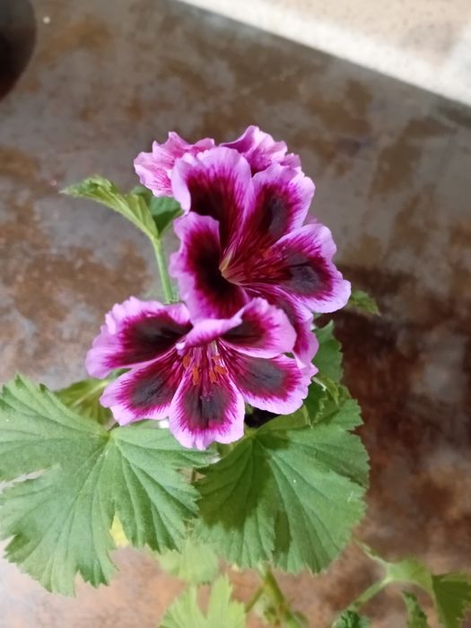 Королевская пелларгония