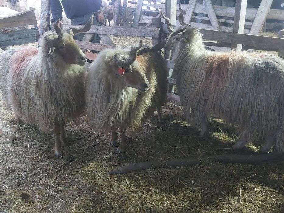 Berbeci de vânzare 3 bucăți