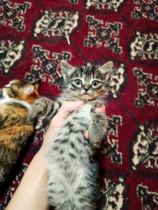 Отдам котят бесплатно