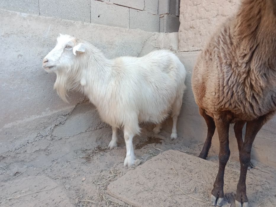 Орыс жануарлар порно