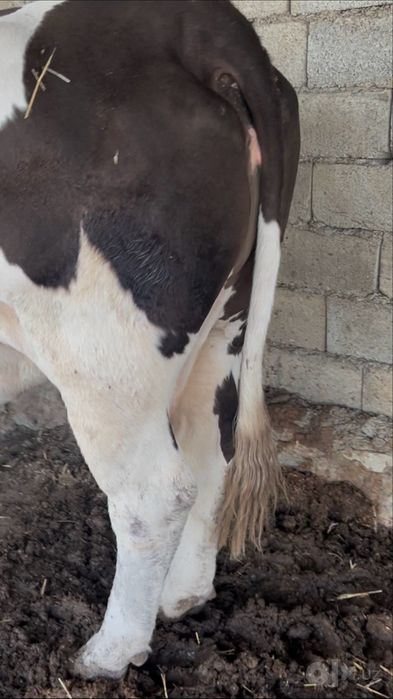 Киср сигир сотилади