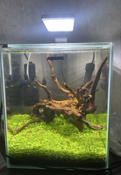 Семена глоссостигмы для аквариума