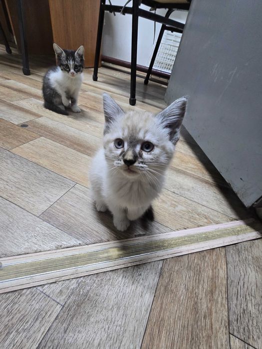 Котята в добрые руки!
