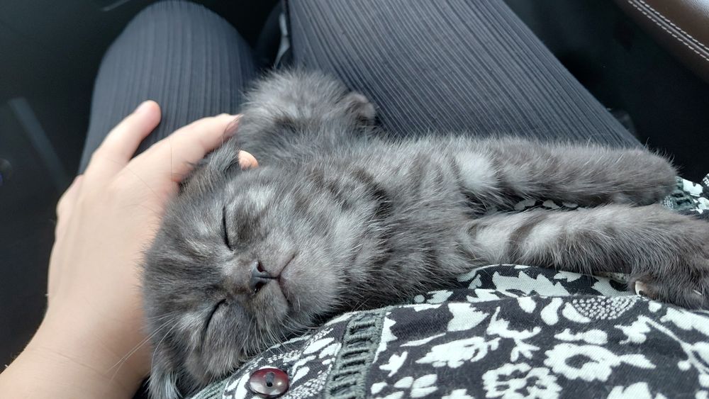 Продам породитсого котенкв
