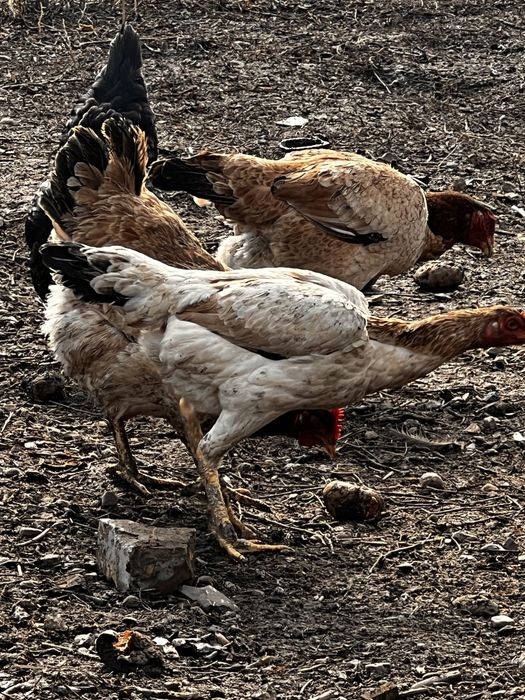 Дакан мекиендер сатылады срочно