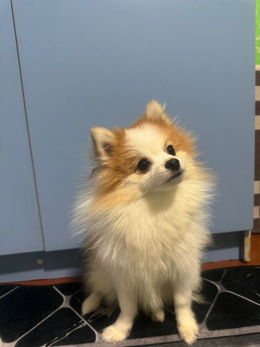 Продается „ Немецкий Шпиц" кобель.