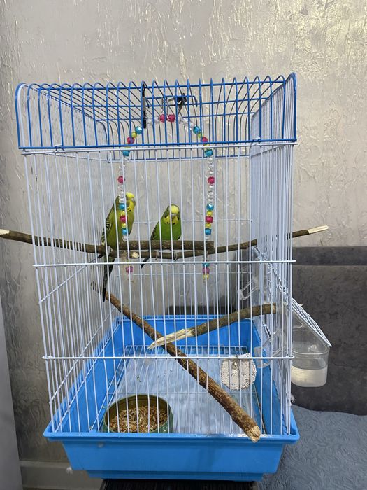 Продаются пара волнистых попугаев