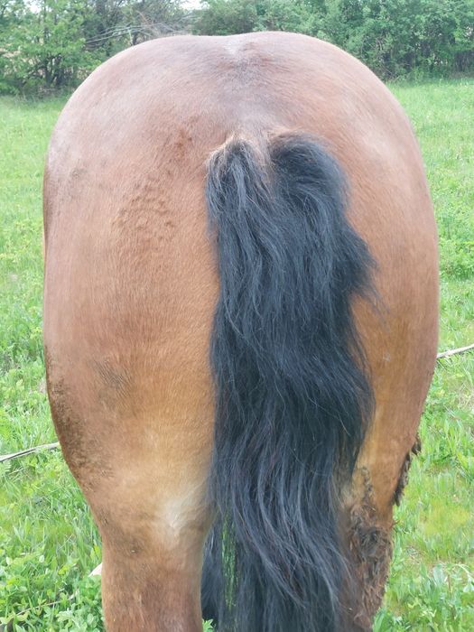 Vând manza semigrea !