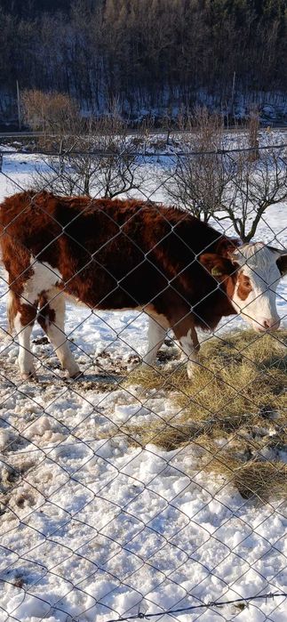 Vind o juninca gestanta în luna 4 și o vitea de 6 luni (si separat)