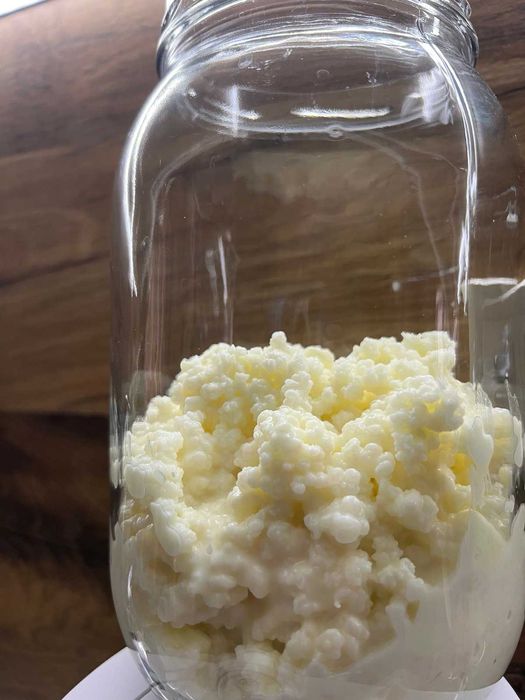 Млечен кефир (kefir grains) – жива пробиотична култура