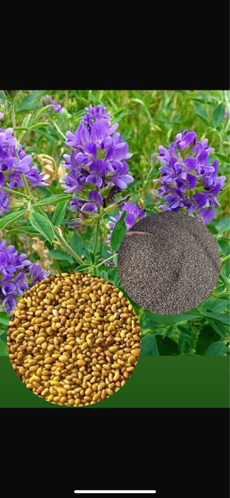 Семена люцерны.