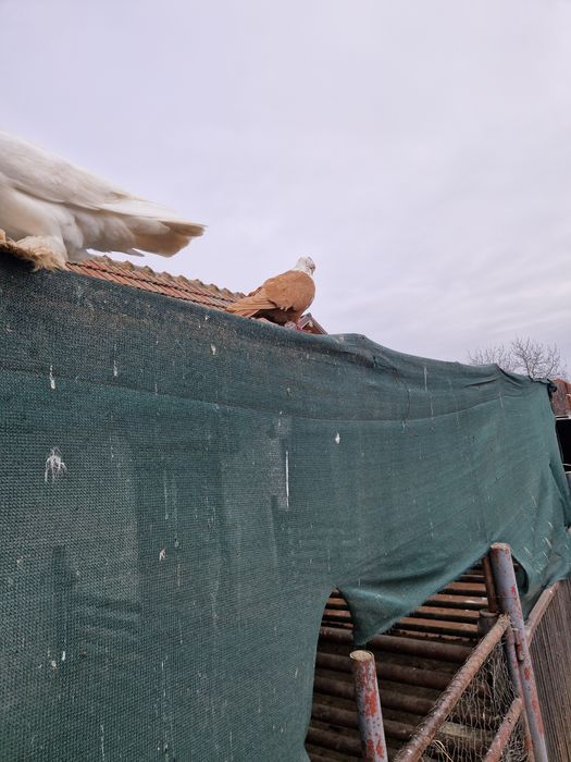 Porumbei urias maghiari voiajori stil vechi ,indian