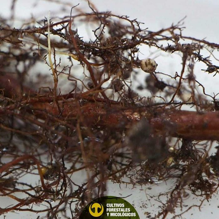 Микоризирани фиданки