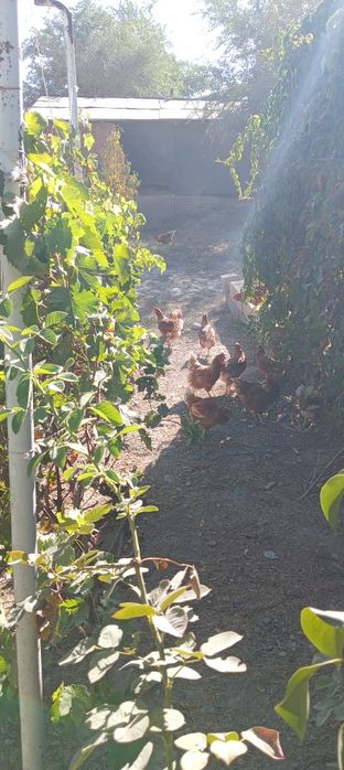Куры несушки ломанбрау